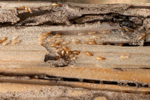 Spider Control Near Me in Cooper City, FL