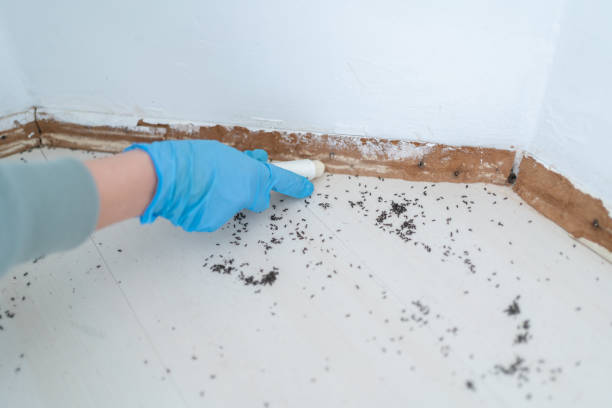 Best Wasp Removal Services  in Cooper City, FL